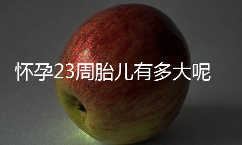 怀孕23周胎儿有多大呢