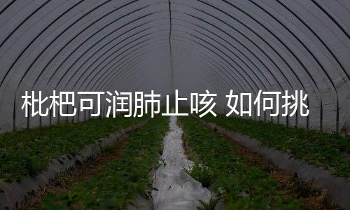 枇杷可润肺止咳 如何挑选枇杷