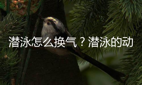 潜泳怎么换气？潜泳的动作要领