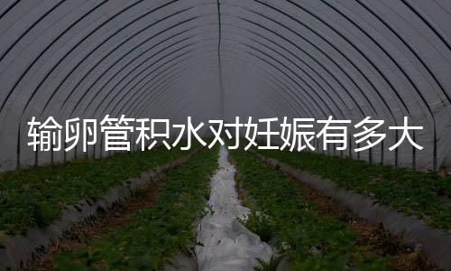 输卵管积水对妊娠有多大影响？