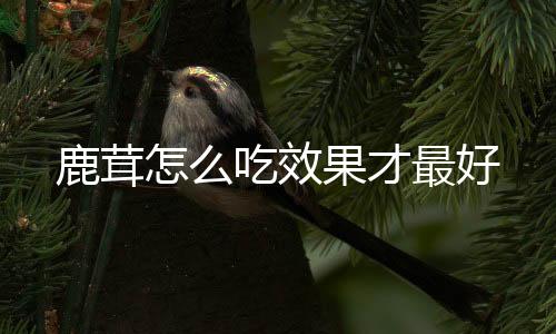 鹿茸怎么吃效果才最好